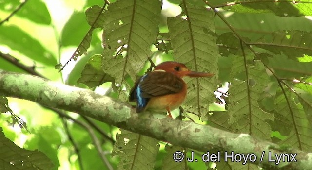 Sulawesi Dwarf-Kingfisher - ML201173671