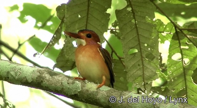 Sulawesi Dwarf-Kingfisher - ML201173681