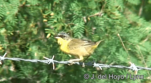 Gray-crowned Yellowthroat - ML201173741