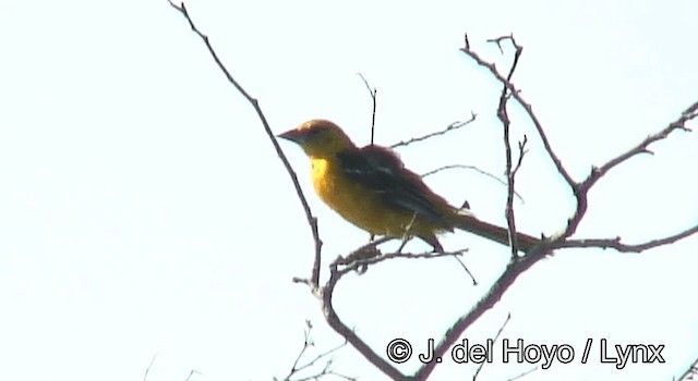 Oriole à gros bec - ML201173761