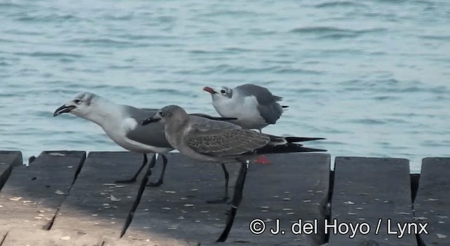 Laughing Gull - ML201173781