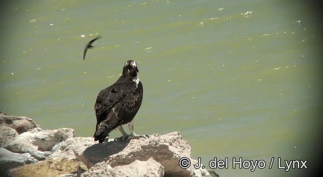 Osprey (carolinensis) - ML201173871