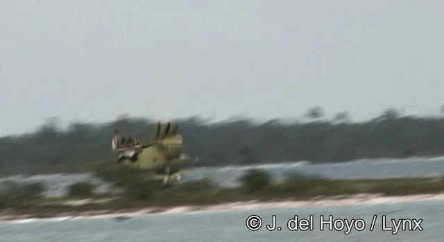 Osprey (carolinensis) - ML201173891