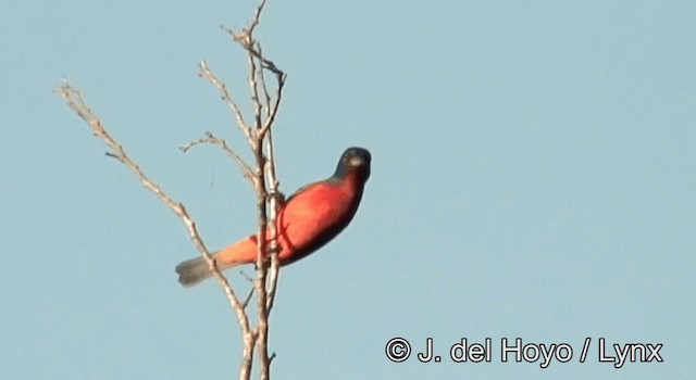 Painted Bunting - ML201173901