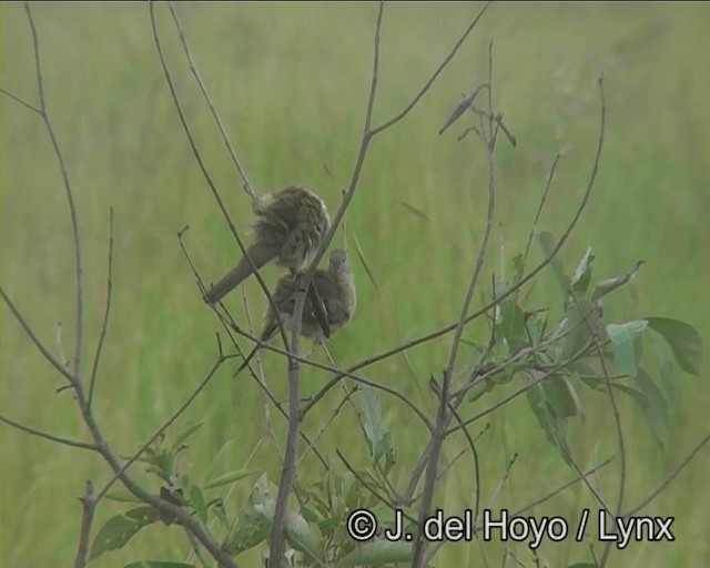 Long-tailed Ground Dove - ML201174101