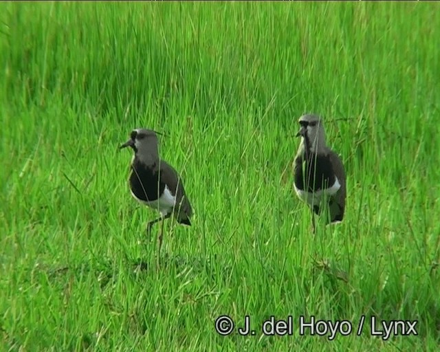 Southern Lapwing (lampronotus) - ML201174141