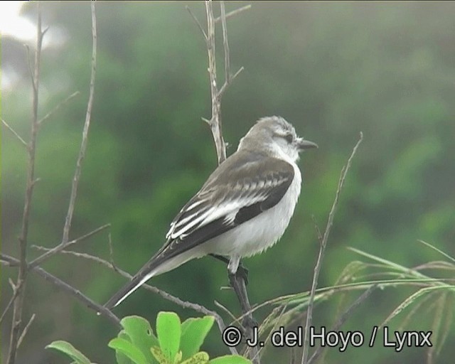 White-rumped Monjita - ML201174151