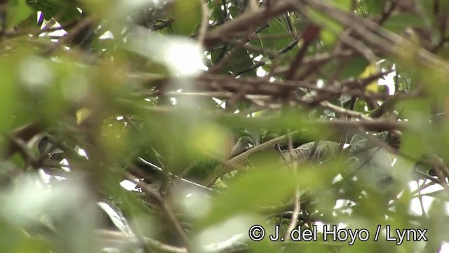 Brassy-breasted Tanager - ML201174261