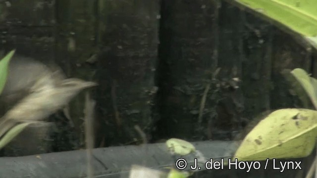 Clamorous Reed Warbler (Brown) - ML201174271