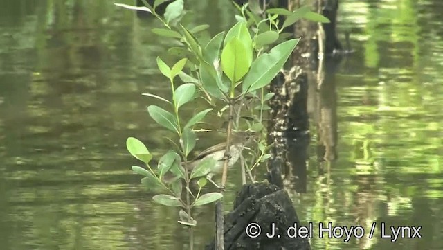 Clamorous Reed Warbler (Brown) - ML201174281