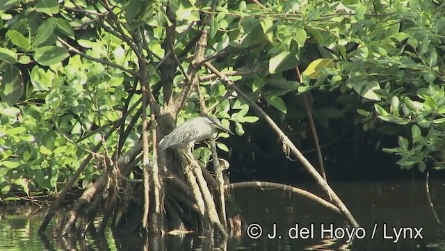 綠簑鷺(atricapilla群) - ML201174331