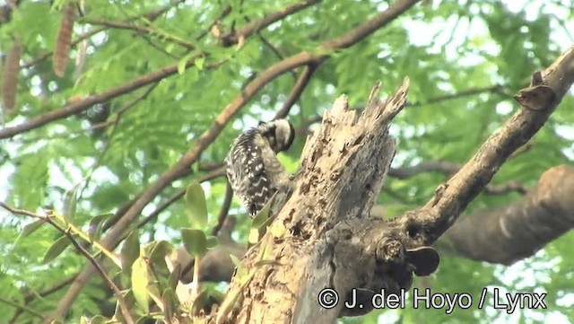 Freckle-breasted Woodpecker - ML201174351