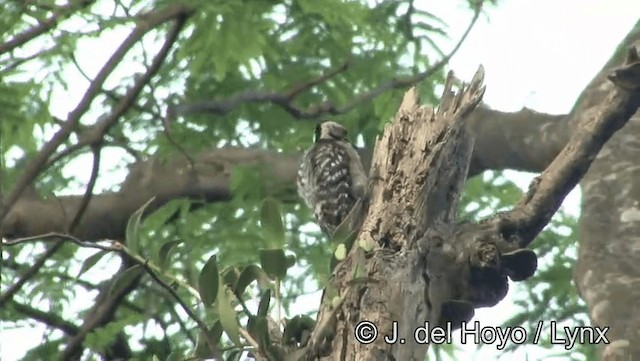 Freckle-breasted Woodpecker - ML201174361