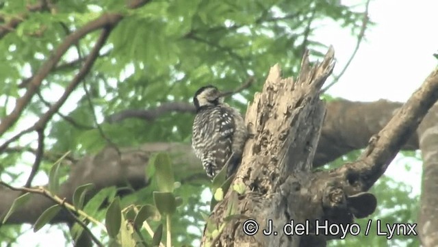 Freckle-breasted Woodpecker - ML201174371