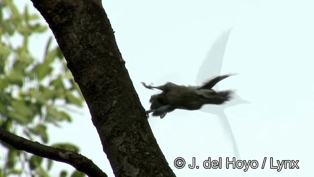 Freckle-breasted Woodpecker - ML201174381