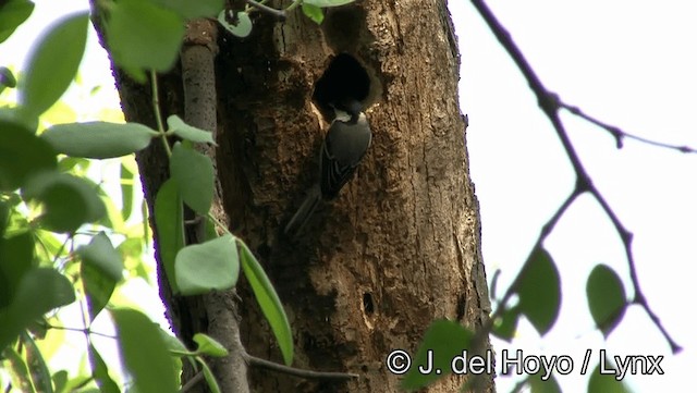 Cinereous Tit - ML201174401