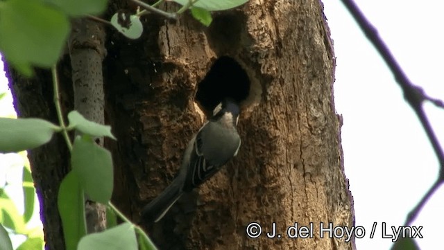 Cinereous Tit - ML201174411