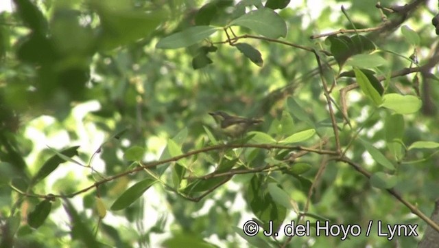 Prinia bifasciée - ML201174421