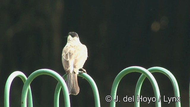 Sooty-headed Bulbul - ML201174431