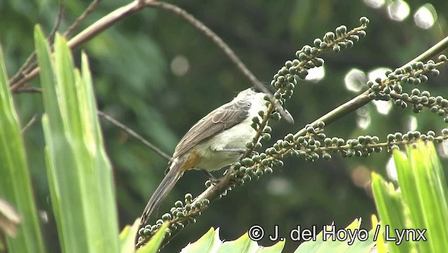 Sooty-headed Bulbul - ML201174441