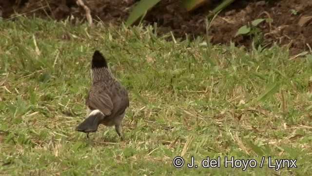 Bulbul cul-d'or - ML201174451