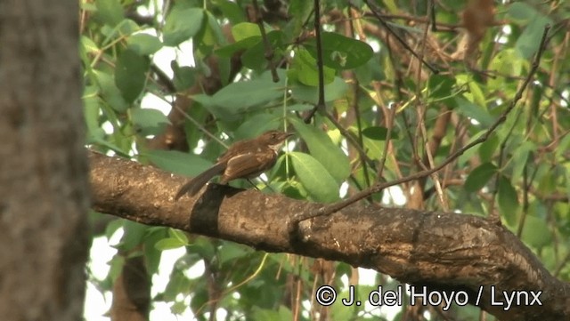 Malaysian Pied-Fantail - ML201174461