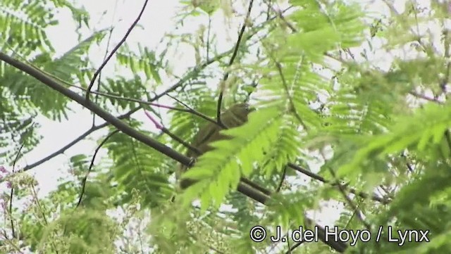 Ochre-breasted Tanager - ML201174491