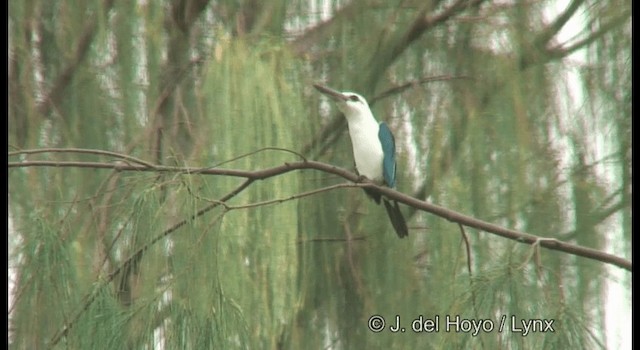 Beach Kingfisher (Beach) - ML201174551