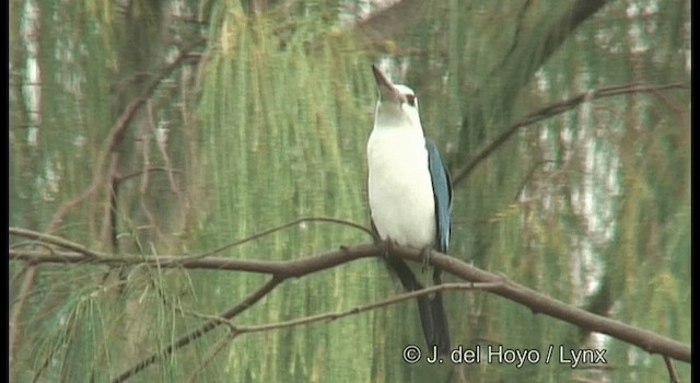 Beach Kingfisher (Beach) - ML201174561