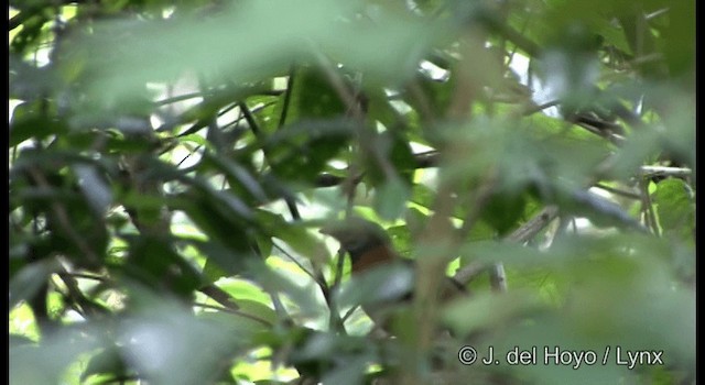 Collared Laughingthrush - ML201174641