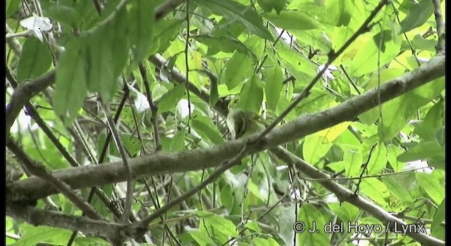 Kloss's Leaf Warbler - ML201174691