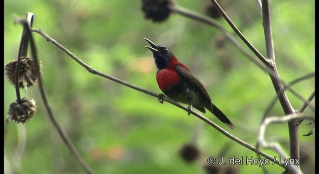 Black-throated Sunbird - ML201174811