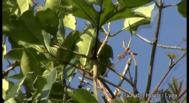 Gray-crowned Crocias - ML201174841