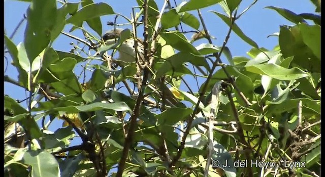Gray-crowned Crocias - ML201174851