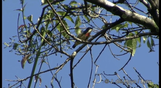 Fire-breasted Flowerpecker - ML201174891