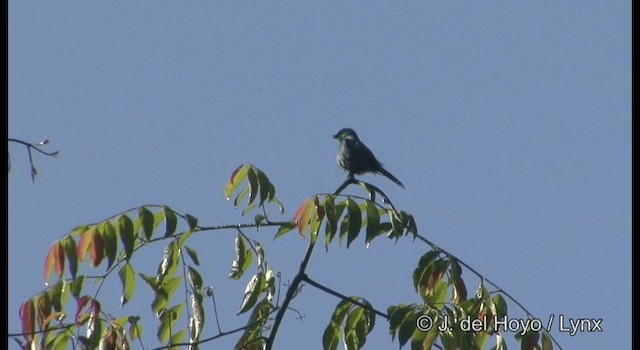 Verditer Flycatcher - ML201174921