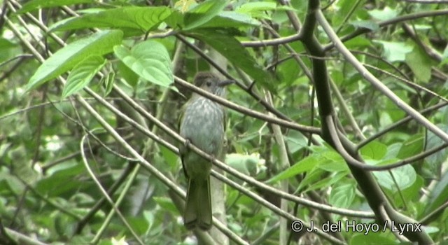 ミヤマヒヨドリ - ML201174971