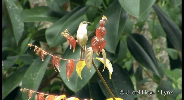 Prinia à sourcils - ML201175021