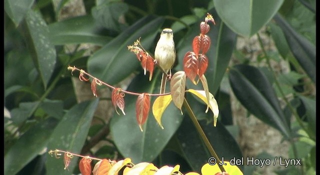 Prinia à sourcils - ML201175031