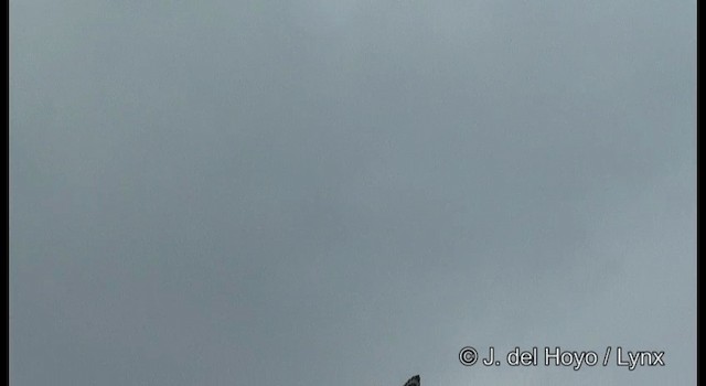 Haubenschlangenadler [cheela-Gruppe] - ML201175071