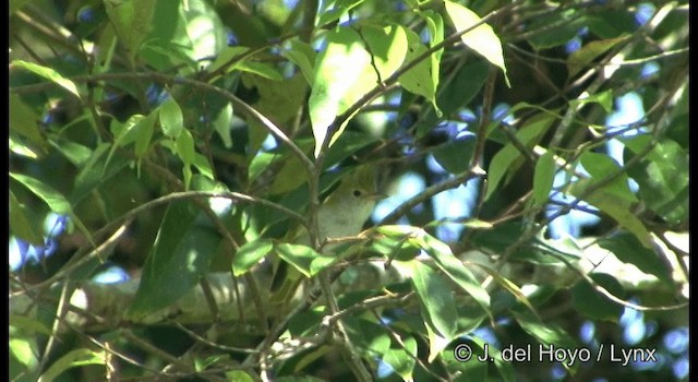 White-bellied Erpornis - ML201175101