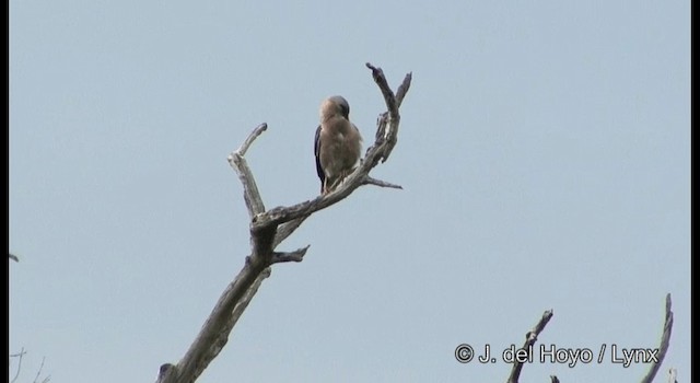 葡萄胸椋鳥 - ML201175111