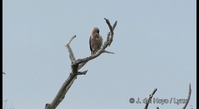 Vinous-breasted Myna - ML201175111