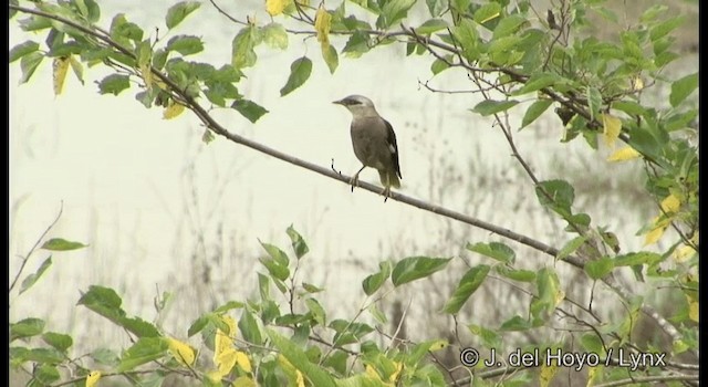 葡萄胸椋鳥 - ML201175121