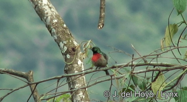 Northern Double-collared Sunbird (Eastern) - ML201175221