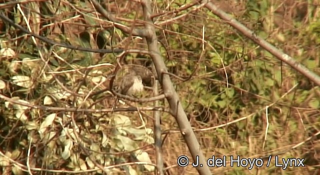 Arrow-marked Babbler - ML201175281