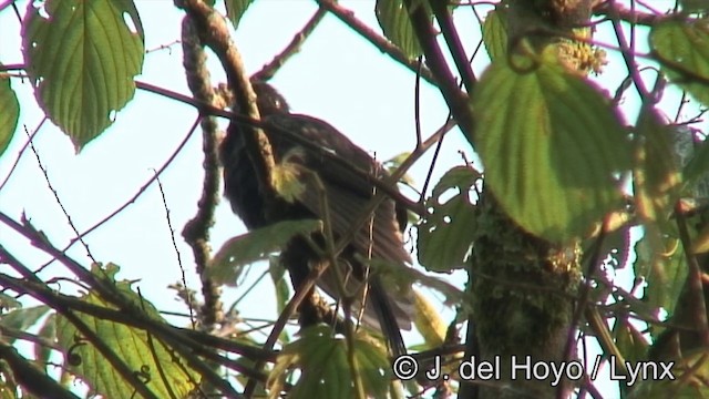 Black Cuckoo - ML201175311