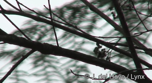 White-tailed Blue Flycatcher - ML201175371