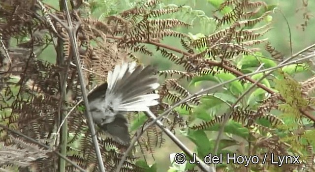 White-tailed Blue Flycatcher - ML201175381