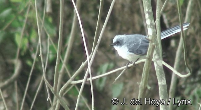 Ak Kuyruklu Gökçe Sinekkapan - ML201175391